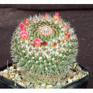 Mammillaria mystax 5-inch pots