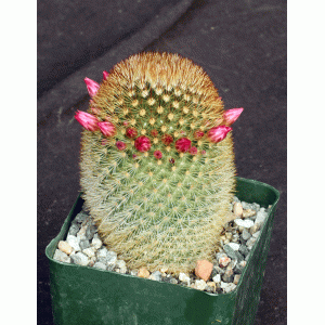 Mammillaria pilcayensis 4-inch pots