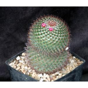 Mammillaria rhodantha var. rhodantha one-gallon pots