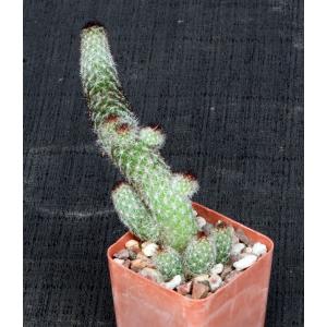 Mammillaria sphacelata ssp. viperina 3-inch pots