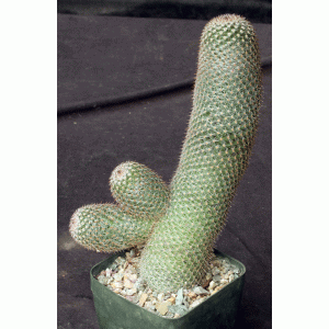 Mammillaria spinosissima 5-inch pots