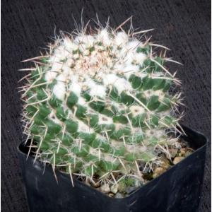 Mammillaria standleyi 4-inch pots