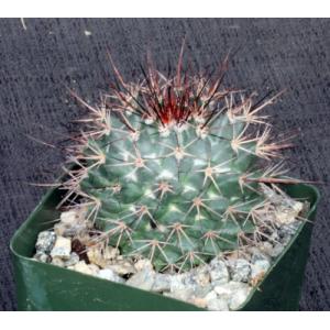 Mammillaria tesopacensis var. rubriflora 4-inch pots