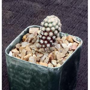 Mammillaria theresae 3-inch pots