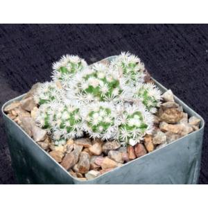 Mammillaria vetula ssp. gracilis 4-inch pots