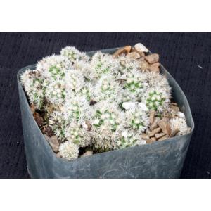 Mammillaria vetula ssp. gracilis 5-inch pots