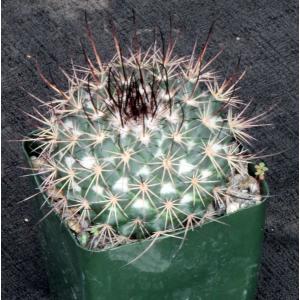 Mammillaria tesopacensis var. rubriflora 4-inch pots
