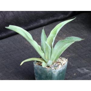Mangave cv Mission to Mars 4-inch pots