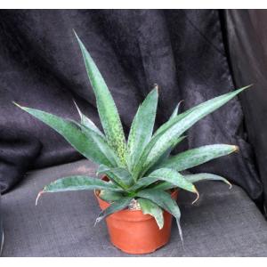 Mangave cv Purple People Eater 6-inch pots
