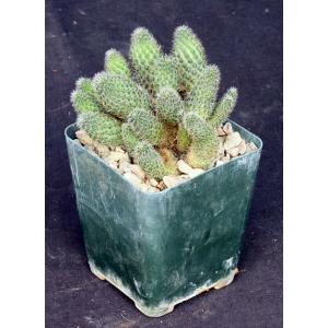 Rebutia pygmaea var. rosealbiflora 4-inch pots
