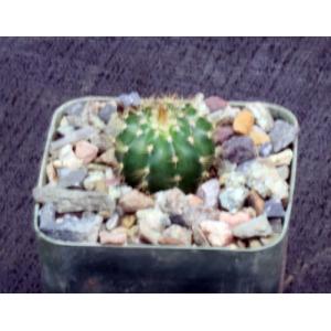 Melocactus broadwayi 3-inch pots