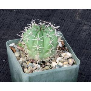 Melocactus dawsonii 4-inch pots