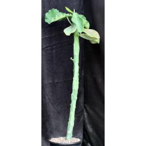 Monadenium arborescens 2-gallon pots