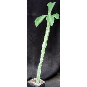 Monadenium arborescens 5-inch pots