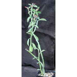Monadenium coccineum one-gallon pots