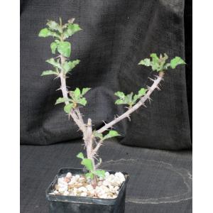 Monadenium elegans 5-inch pots
