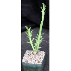 Monadenium ellenbeckii 4-inch pots