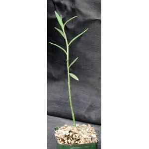 Monadenium laeve 5-inch pots
