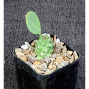 Monadenium ritchiei ssp. ritchiei 2-inch pots