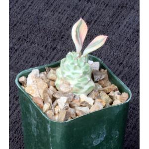 Monadenium ritchiei ssp. ritchiei (variegates) 2-inch pots