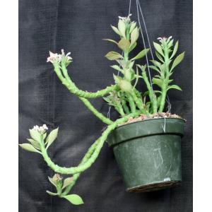 Monadenium stapelioides var. congestum 8-inch pots