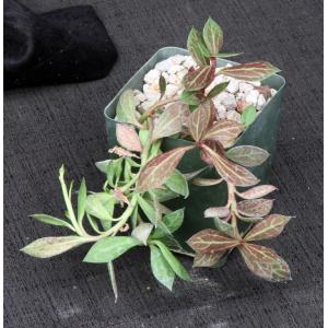 Monadenium stoloniferum 4-inch pots