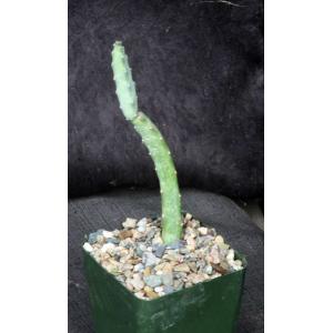 Monvillea spegazzinii 4-inch pots