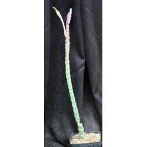 Monvillea spegazzinii one-gallon pots