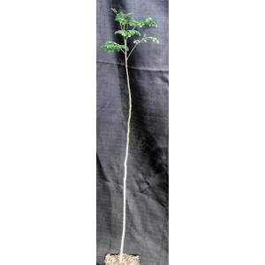 Moringa oleifera one-gallon pots