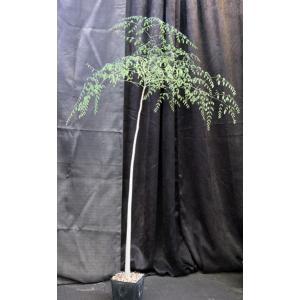 Moringa stenopetala one-gallon pots