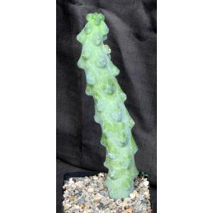 Myrtillocactus geometrizans cv Fukurokuryuzinboku one-gallon pot