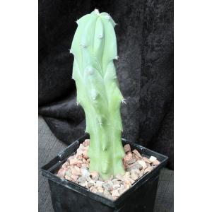 Myrtillocactus geometrizans 5-inch pots