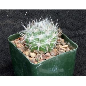 Neochilenia floccosa 4-inch pots
