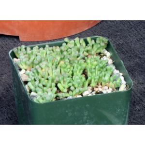 Neohenricia sibbettii 4-inch pots