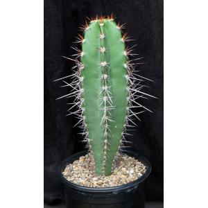 Neoraimondia herzogiana 2-gallon pots