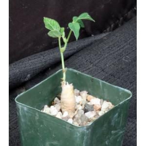 Neorautanenia mitis 4-inch pots