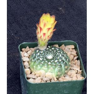 Notocactus concinnus ssp. apricus 4-inch pots