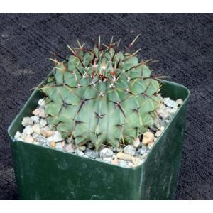 Notocactus buiningii 4-inch pots