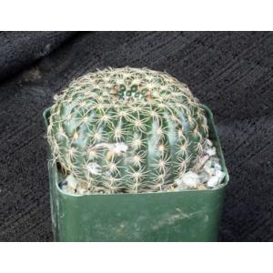 Notocactus elegans 4-inch pots