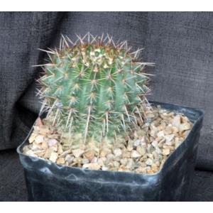 Notocactus herteri one-gallon pots