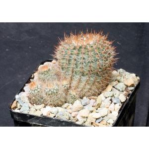 Notocactus mammulosus 5-inch pots