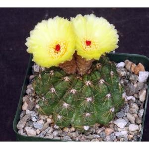 Notocactus militaris 4-inch pots