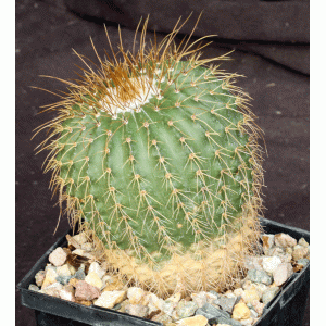 Notocactus schumanniana var. brevispina 5-inch pots