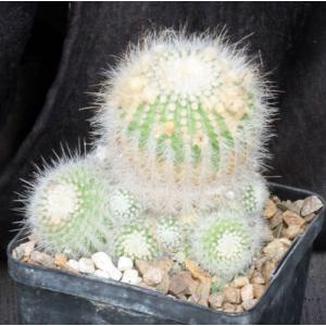 Notocactus scopa var. murielli 5-inch pots