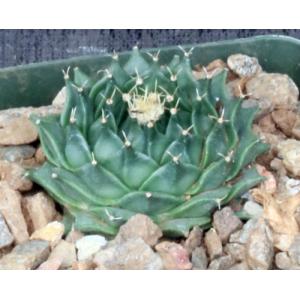 Obregonia denegrii 4-inch pots