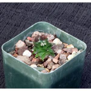 Obregonia denegrii  3-inch pots