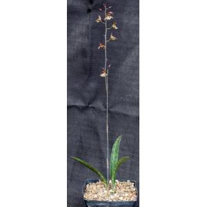 Oeceoclades maculata x decaryana one-gallon pots