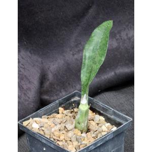 Oeceoclades maculata 5-inch pots