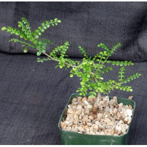 Operculicarya decaryi 5-inch pots