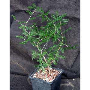 Operculicarya pachypus 5-inch pots